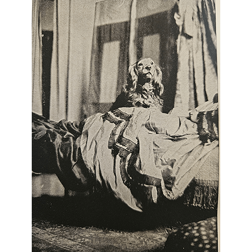 The image shows a black-and-white photograph of a cocker spaniel, likely Flush, sitting elegantly on a draped bed. The setting appears to be a Victorian-style room with detailed curtains and textured fabrics.