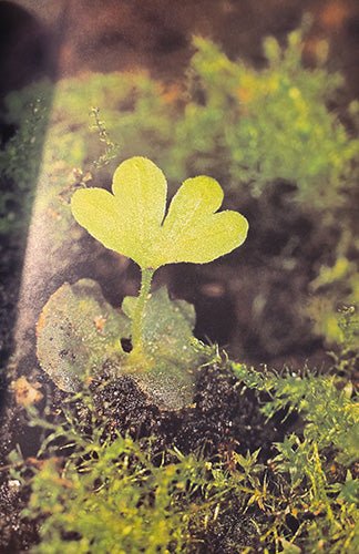 Life on Earth interior botanical illustration