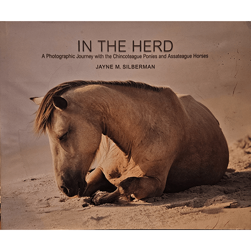 Cover of In the Herd by Jayne M. Silberman, featuring a serene image of a Chincoteague pony resting on the sand, capturing the tranquility and beauty of wild horses in their natural habitat.